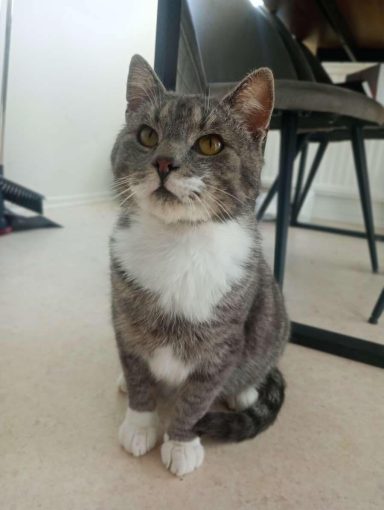 Katten Filur - Vårat undantag